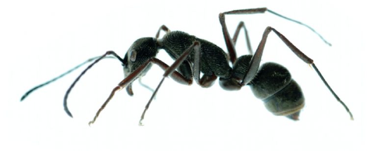Orange County ant removal – Preferred Pest Control