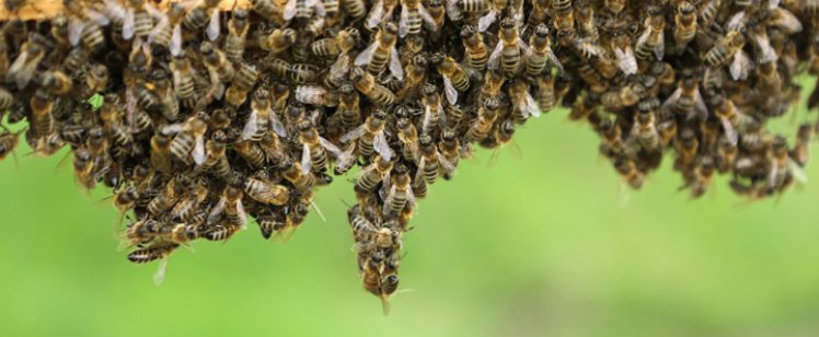 Bees and Wasps + Other Sting Insects