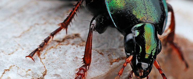 Why Beetles Enter Your Home In Winter – And What To Do About It