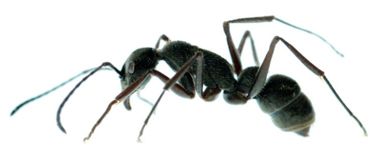 black-ant-fountain-valley