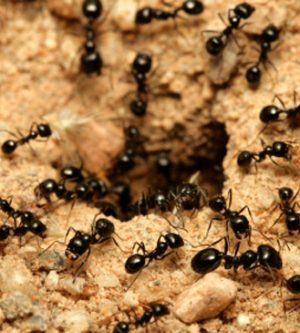 Ants in the Summer – Help!!!