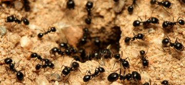 Ants - Orange County Infestation - How to get rid of them