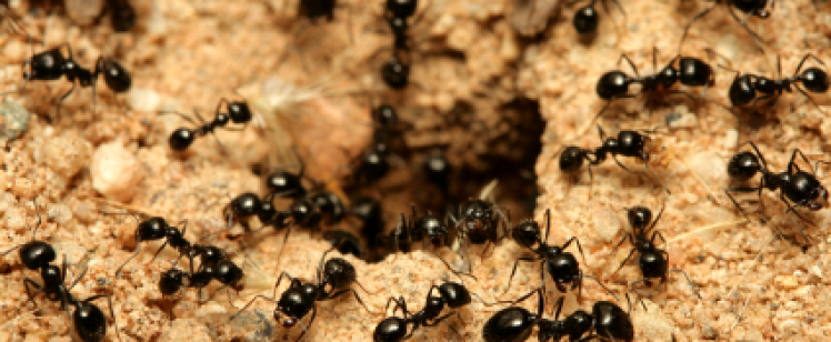 black-ants-orange-county