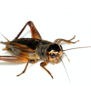 They’re back! Get rid of crickets
