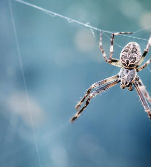 Trust the Professionals to Get Rid of Spiders in Your Home
