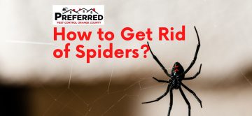 How to Get Rid of Spiders?