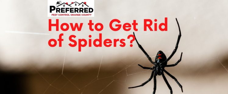 How to Get Rid of Spiders?