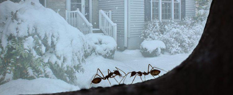 Ants on Winter
