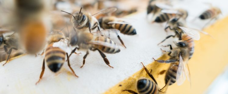 Are Bees a Problem at Your Southern California Home?