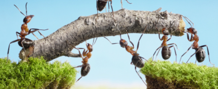 orange-county-ants