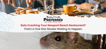 Rats Crashing Your Newport Beach Restaurant? That's a One Star Review Waiting to Happen.