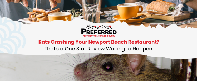 Rats Crashing Your Newport Beach Restaurant? That’s a One Star Review Waiting to Happen.