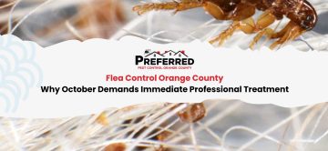 Flea Control Orange County: Why October Demands Immediate Professional Treatment