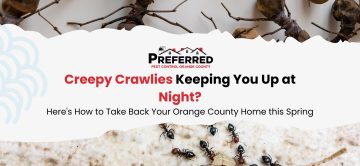 Creepy Crawlies Keeping You Up at Night? Here's How to Take Back Your Orange County Home this Spring