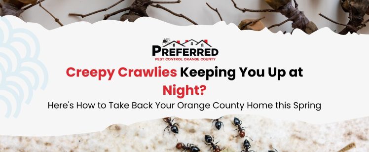 Creepy Crawlies Keeping You Up at Night? Here’s How to Take Back Your Orange County Home this Spring