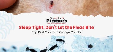 Sleep Tight, Don't Let the Fleas Bite: Top Pest Control in Orange County