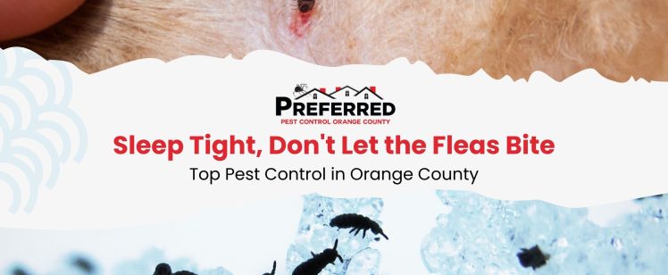 Sleep Tight, Don’t Let the Fleas Bite: Top Pest Control in Orange County