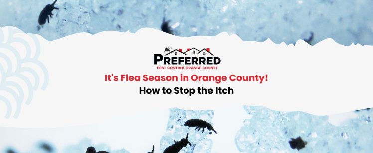 It’s Flea Season in Orange County! How to Stop the Itch