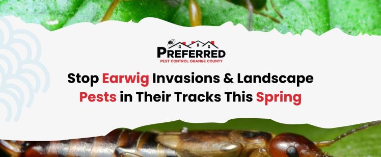 Stop Earwig Invasions & Landscape Pests in Their Tracks This Spring
