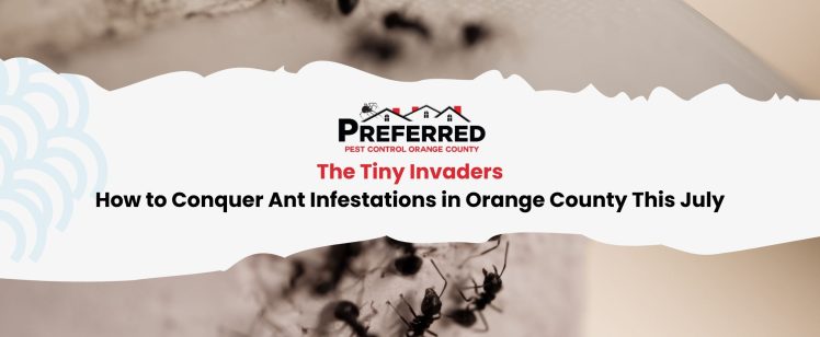 The Tiny Invaders: How to Conquer Ant Infestations in Orange County This July
