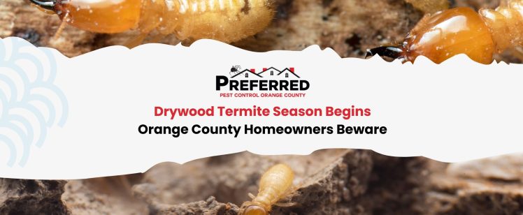 Drywood Termite Season Begins: Orange County Homeowners Beware