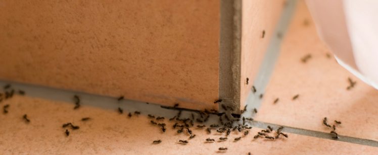 pantry-pests-ants-fountain-valley