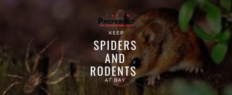 Start Your Year Right: Keep Spiders and Rodents at Bay with Preferred Pest Control