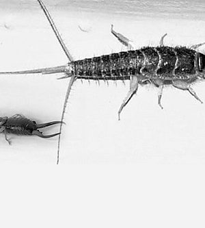 How to Get Rid of Silverfish in Orange County