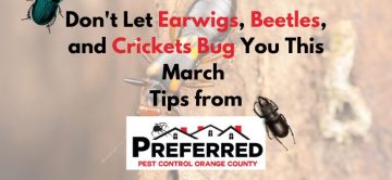 Don't Let Earwigs, Beetles, and Crickets Bug You This March: Tips from Preferred Pest Control in Orange County
