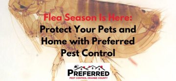 Flea Season Is Here: Protect Your Pets and Home with Preferred Pest Control