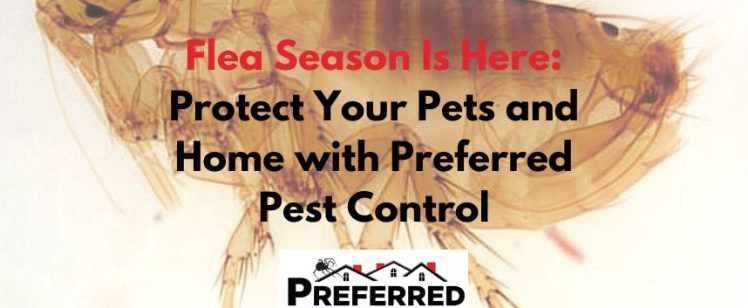 Flea Season Is Here: Protect Your Pets and Home with Preferred Pest Control