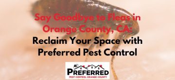 Say Goodbye to Fleas in Orange County, CA: Reclaim Your Space with Preferred Pest Control
