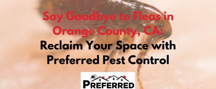Say Goodbye to Fleas in Orange County, CA: Reclaim Your Space with Preferred Pest Control