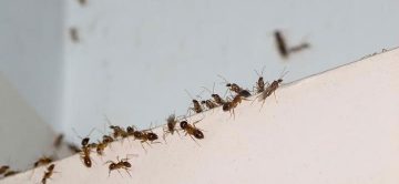 Be Ant-Free this Summer in Orange County