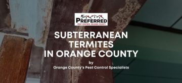 Subterranean termites in Orange County