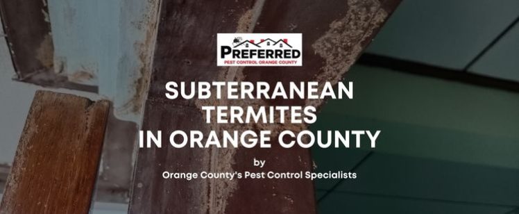 Subterranean termites in Orange County