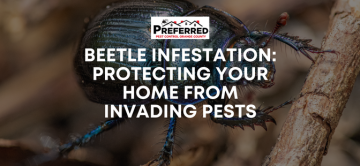 Beetle Infestation: Protecting Your Home from Invading Pests