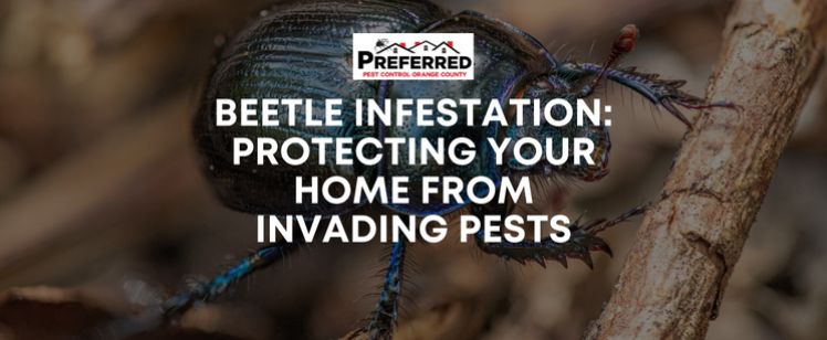 Beetle Infestation: Protecting Your Home from Invading Pests