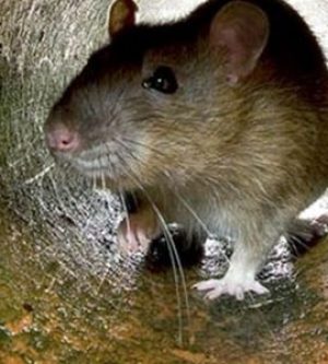 Rodents Seek Shelter from Cold Nights and Rainy Season