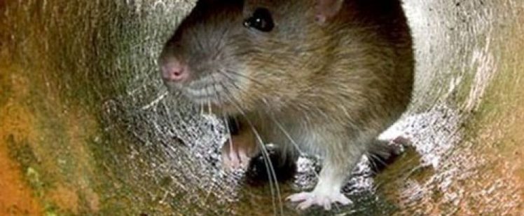 Rodents Seek Shelter from Cold Nights and Rainy Season