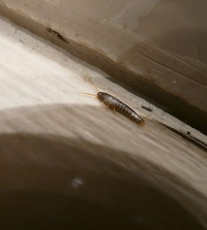 5 Ways to Get Rid of Silverfish