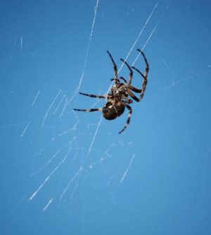 Common Spiders of Orange County