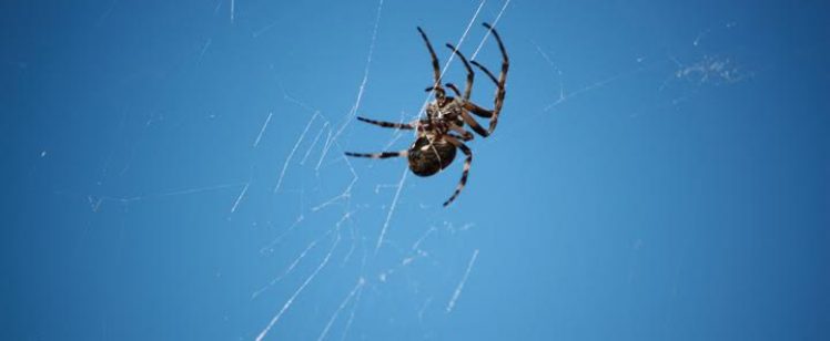Common Spiders of Orange County