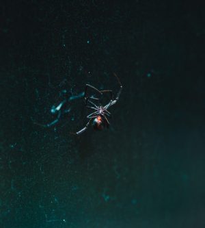 Spiders in Orange County – What You Need To Know