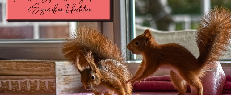 Are There Squirrels in my Home? 5 Signs of an Infestation