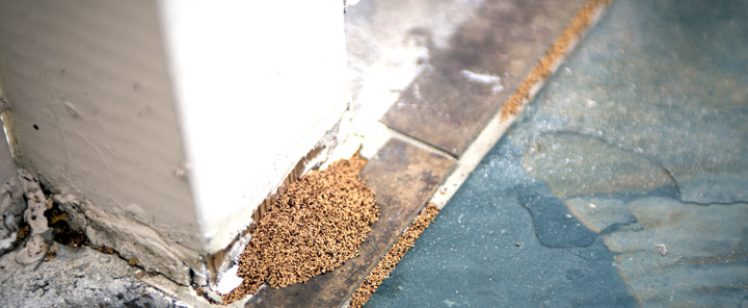 termite-exterminator-termites-fumigation-oc-socal-orange-county-pest-control