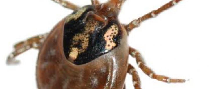 ticks-orange-county-pest-control
