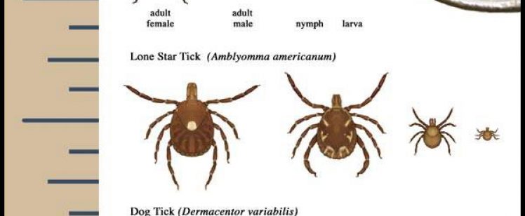 ticks-sizes-orange-county