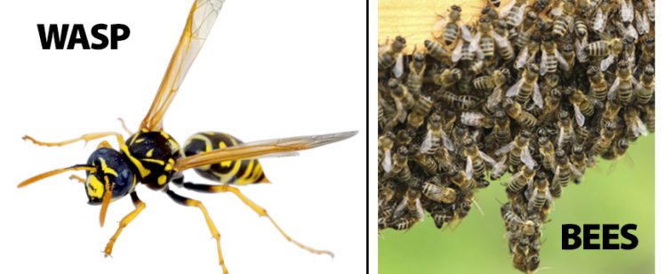 wasp-bees-orangecounty