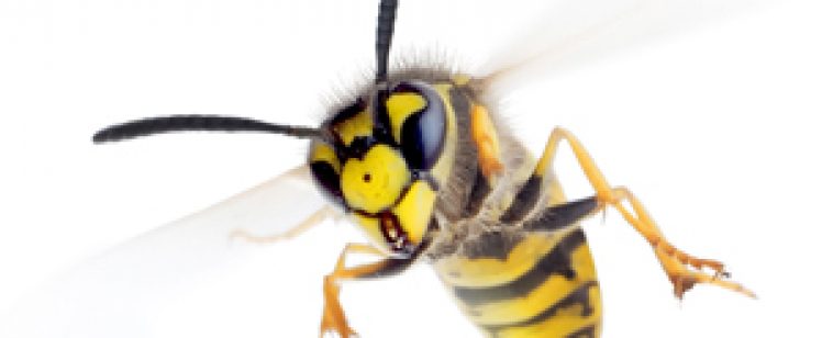 Summer Time Wasp & Yellow Jacket Problems? Call Preferred Pest Control Today!